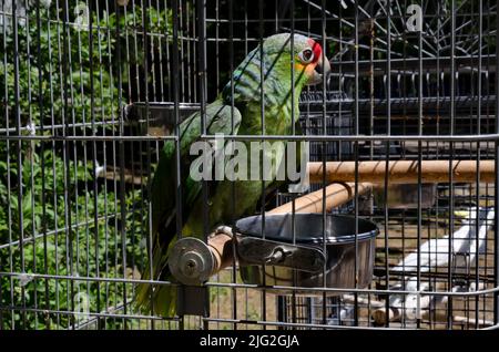 Macaw Scarlet o Macaw Ara è un grande pappagallo con piume rosse, gialle e blu che si rilassano nella cella, Sofia, Bulgaria Foto Stock