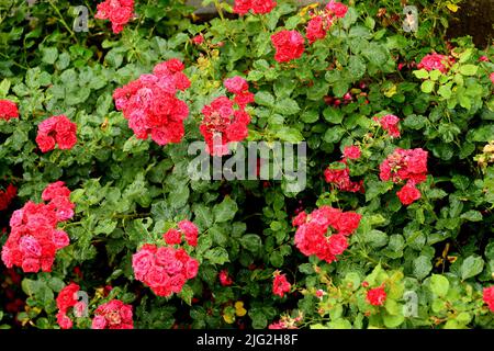 Kastrup/Copenhagen/Denmark/07July 2022/ Rose fiori e piante di rose nel giardino di decorazione locale a Copenhagen (Photo..Francis Dean/Dean Pictures) Foto Stock