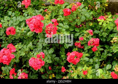 Kastrup/Copenhagen/Denmark/07July 2022/ Rose fiori e piante di rose nel giardino di decorazione locale a Copenhagen (Photo..Francis Dean/Dean Pictures) Foto Stock