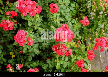 Kastrup/Copenhagen/Denmark/07July 2022/ Rose fiori e piante di rose nel giardino di decorazione locale a Copenhagen (Photo..Francis Dean/Dean Pictures) Foto Stock