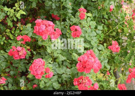 Kastrup/Copenhagen/Denmark/07July 2022/ Rose fiori e piante di rose nel giardino di decorazione locale a Copenhagen (Photo..Francis Dean/Dean Pictures) Foto Stock