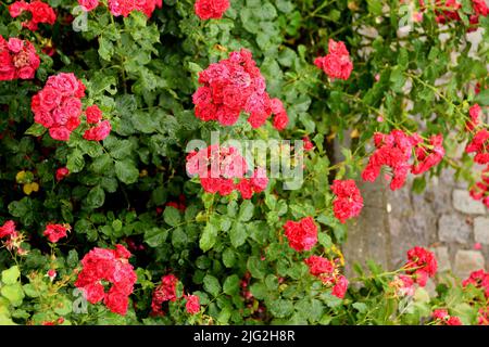 Kastrup/Copenhagen/Denmark/07July 2022/ Rose fiori e piante di rose nel giardino di decorazione locale a Copenhagen (Photo..Francis Dean/Dean Pictures) Foto Stock