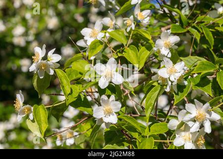 Mock Orange, Schersmin (Philadelphus coronarius) Foto Stock