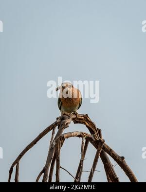 Rullo indiano espressivo o Coracias benghalensis closeup di uccello o ritratto con un insetto di Grasshopper uccidere nel suo persico becco nella foresta dell'india asia Foto Stock