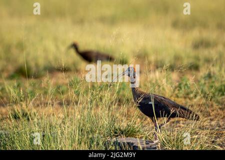 Red naped ibis o Indian black ibis o Pseudibis papillosa uccello primo piano o ritratto con insetto Grasshopper uccidere in becco e sfondo verde naturale Foto Stock