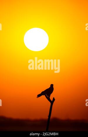 silhouette di uccelli al tramonto. uccello falcon appollaiato sul ramo durante l'ora d'oro luce invernale con cornice panoramica di bellezza naturale e cielo pieno di colori Foto Stock