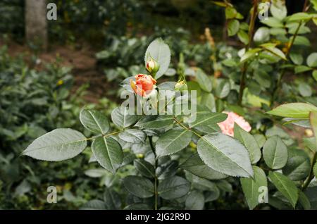 Rosa rosa in giardino. Un cespuglio di bella rosa in luce estiva. Bella primavera o estate fiore pianta rosa Foto Stock