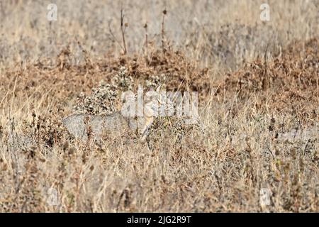 Gatto selvatico in erba lunga nel Botswana Kalahari Foto Stock
