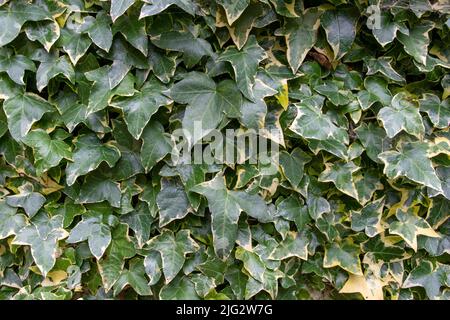 tutta la parete coperta di edera verde Foto Stock