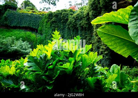 Umpherston Sinkhole - Monte Gambier - Australia Foto Stock
