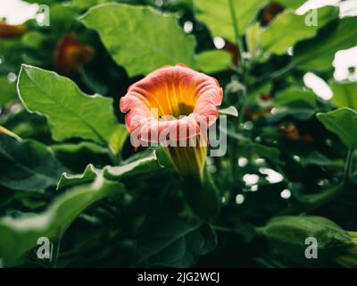 Brugmansia è un genere di piante della famiglia delle Solanaceae Foto Stock