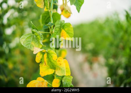 Foglie secche in serra biologica di cetrioli. Giardino devastato dalla siccità. Foto Stock