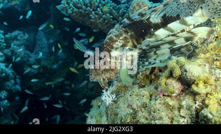 La grande zampetta del damselfish di Miry (Neopomacentrus miryae) nuota vicino alla barriera corallina, il Lionfish rosso (Pterois volitans) giace sulla barriera corallina e guarda sullo schoo Foto Stock