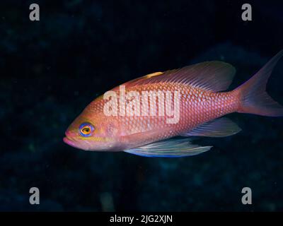 Foto subacquea dei pesci anthias nel Mediterraneo Foto Stock