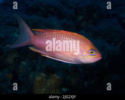 Foto subacquea dei pesci anthias nel Mediterraneo Foto Stock