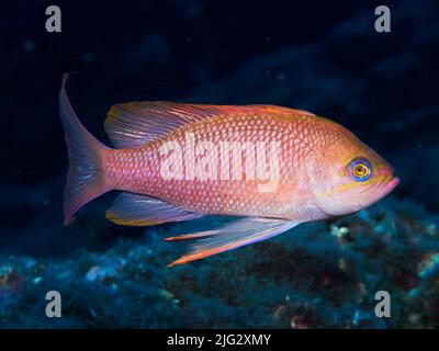 Foto subacquea dei pesci anthias nel Mediterraneo Foto Stock