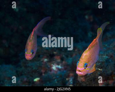 Foto subacquea dei pesci anthias nel Mediterraneo Foto Stock