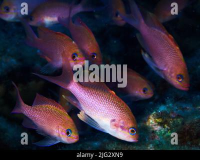 Foto subacquea dei pesci anthias nel Mediterraneo Foto Stock