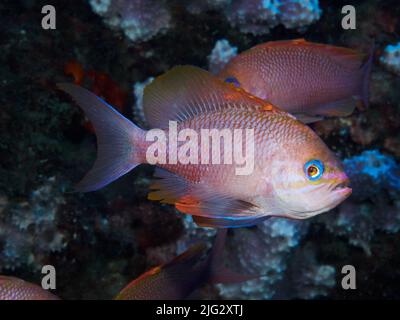 Foto subacquea dei pesci anthias nel Mediterraneo Foto Stock