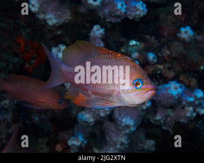 Foto subacquea dei pesci anthias nel Mediterraneo Foto Stock