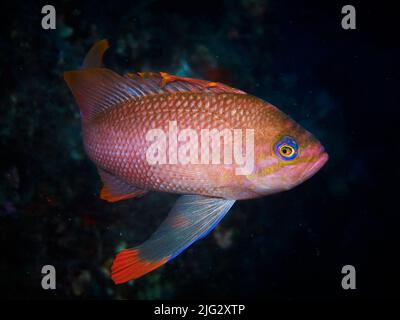 Foto subacquea dei pesci anthias nel Mediterraneo Foto Stock