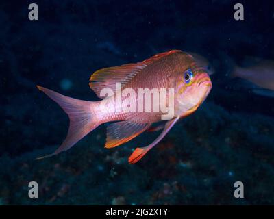 Foto subacquea dei pesci anthias nel Mediterraneo Foto Stock