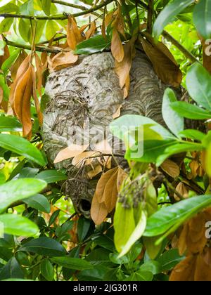 Una vespola mediana (Dolichovespula media) nidificano in un albero di alloro in un giardino alla fine dell'estate. Somerset, Inghilterra. Foto Stock