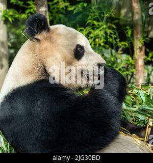 Un panda gigante seduto a mangiare colpi di bambù. In natura consumano 10-15Kgs al giorno di bambù Foto Stock