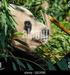 Un panda gigante seduto a mangiare colpi di bambù. In natura consumano 10-15Kgs al giorno di bambù Foto Stock