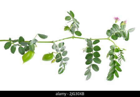 Ramo di ceci verde isolato su sfondo bianco. Ceci nel baccello e fiori Foto Stock