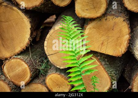 Foglia verde di felce sullo sfondo di tronchi di albero Foto Stock