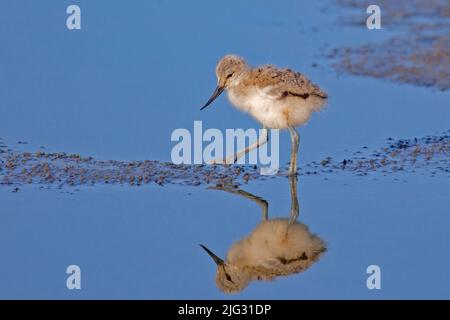 pied avocet (Recurvirostra avosetta), camminando pulcino cerca cibo in acque poco profonde, vista laterale, Germania Foto Stock