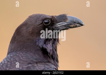 Isole Canarie orientali Raven (Corvus corax jordansi, Corvus jordansi), ritratto, vista laterale, Isole Canarie, Fuerteventura Foto Stock