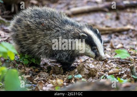 Old World Badger, Eurasian Badger (Meles meles), foraging su terreno forestale, vista laterale, Germania, Baden-Wuerttemberg Foto Stock