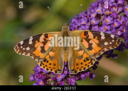 Signora dipinta (Cynthia cardui, Vanessa cardui, Pyrameis cardui), si siede in fioritura buddleja, Germania Foto Stock