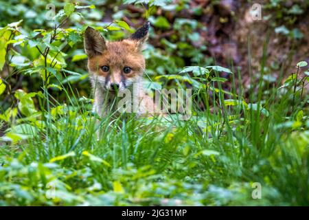 Volpe rossa (Vulpes vulpes), cucciolo di volpe seduta sul prato, vista frontale, Germania, Baden-Wuerttemberg Foto Stock