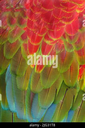 Macaw scarlatto (Ara macao), piume colorate Foto Stock