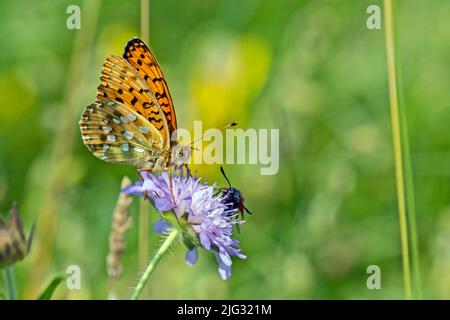 verde scuro fritillario (Argynnis aglaja, Speyeria aglaja, Mesoacidalia aglaja), succhiare nettare a fiore di lilla, vista laterale, Germania Foto Stock