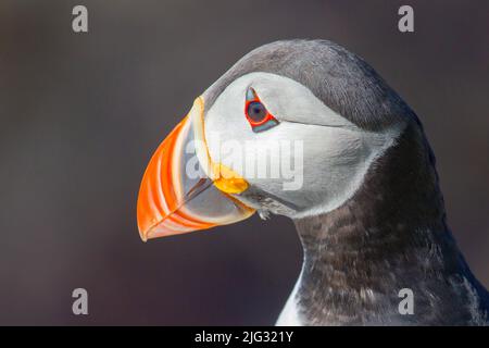 Puffin Atlantico, puffin comune (Fratercola arctica), ritratto, Norvegia, Penisola di Varanger Foto Stock