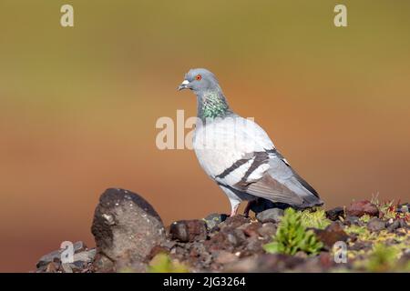 Il piccione feriale di roccia (Columba livia), sorge su un terreno roccioso, Isole Canarie, Fuerteventura Foto Stock