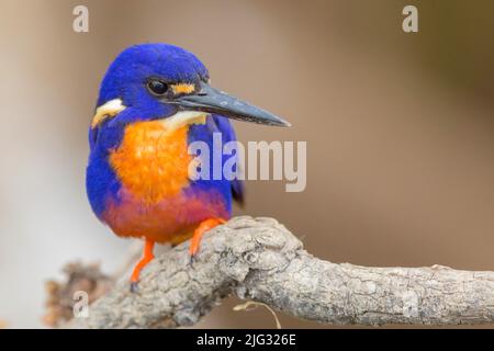 Azure Kingfisher (Ceyx azureus, Alcedo azurea, Alcedo azureus), maschio, Australia, Northern Territory, Kakadu Nationalpark Foto Stock