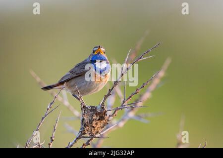 Bluegola (Luscinia svecica, Cyanosilvia svecia), maschio arroccato su un twig canti, Germania Foto Stock