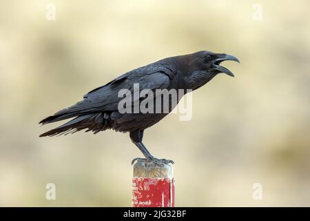 Isole Canarie orientali Raven (Corvus corax jordansi, Corvus jordansi), posate che invocano un posto di legno, vista laterale, Isole Canarie, Fuerteventura Foto Stock