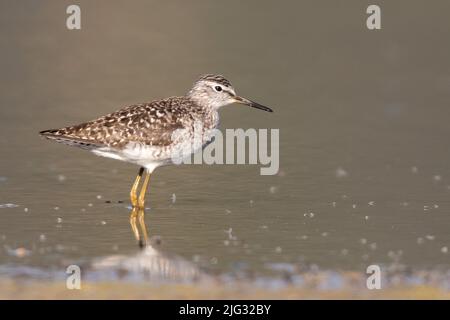 Sandpiper in legno (Tringa glareola), si trova in acque poco profonde Foto Stock