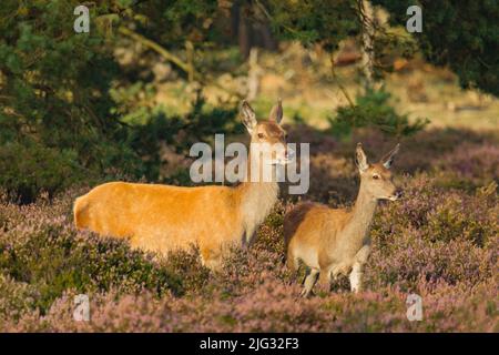 Cervo rosso (Cervus elaphus), cotenna rossa in piedi con vitello in fioritura, Germania Foto Stock