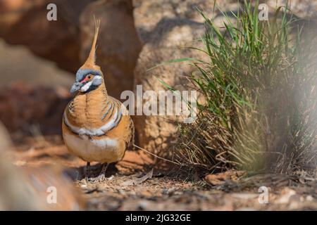 Piccione bianco-ornato (Geophesly plopifera), sul terreno, Australia, territorio del Nord, Parco del deserto, Alice Springes Foto Stock