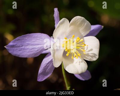 Aquilegia sono molto amati cottage giardino preferiti in Inghilterra. Sono spesso conosciuti come il cofano del granny, il cofano della signora o la colonbina. Sono facili da g. Foto Stock