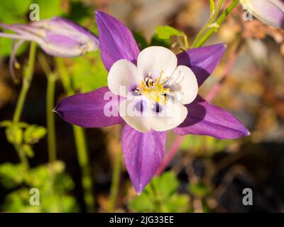 Aquilegia sono molto amati cottage giardino preferiti in Inghilterra. Sono spesso conosciuti come il cofano del granny, il cofano della signora o la colonbina. Sono facili da g. Foto Stock