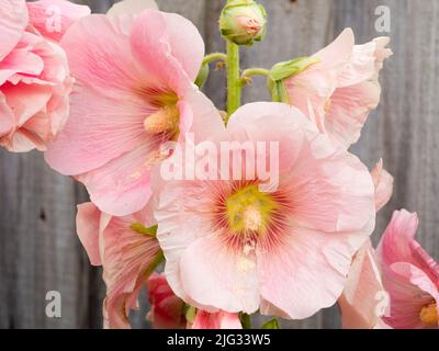 Questa bella rosa Rose Mallow mette in mostra ogni anno nel nostro giardino. La zomba di rosa (Hibiscus moscheutos) è un relati grande, a rapida crescita, freddo e duro Foto Stock