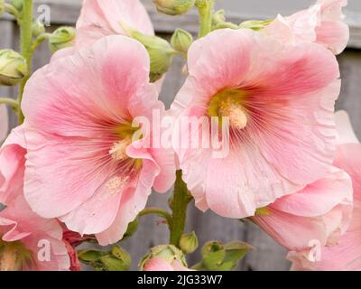 Questa bella rosa Rose Mallow mette in mostra ogni anno nel nostro giardino. La zomba di rosa (Hibiscus moscheutos) è un relati grande, a rapida crescita, freddo e duro Foto Stock